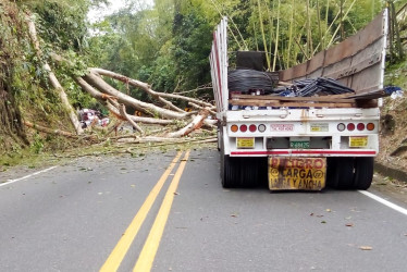 Este es el árbol que obstaculiza el paso en La Manuela, en la vía Manizales-Medellín.