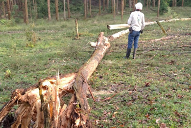 Este es el eucalipto que afectó con su caída el servicio de energía en algunos sectores de Manizales.