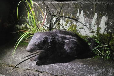 Esta es la guagua falsa que falleció en vías de Marquetalia (Caldas).