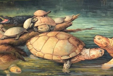 Recreación de las tortugas gigantes descubiertas en Socha, Boyacá, de la especie Puentemys mushaisaensis.