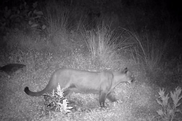 Puma en la vereda Montaño de Villamaría grabado el jueves, 28 de marzo. 