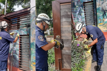 Rescate del ave en Supía.