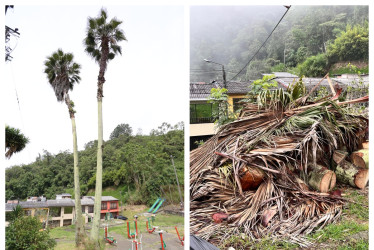 ANTES. La plantación se encontraba ladeada y con el tallo podrido, según los residentes del lugar. DESPUÉS. Personal de Emas y Secretaría de Medio Ambiente la taló.