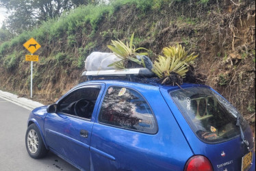 Así llevaba los frailejones en el techo del carro. 