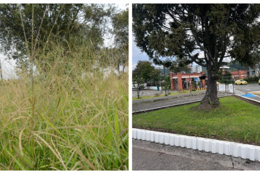  Foto | Freddy Arango | LA PATRIA Así estaba el jardín en la visita de DENUNCIE.  --P2 Foto | Cortesía | LA PATRIA Actualmente se está haciendo la rocería.