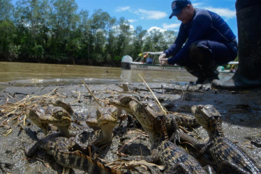 La Corporación Autónoma Regional del Valle del Cauca (CVC) liberó boas, tortugas, babillas, cangrejos azules y loras frentirrojas en Buenaventura.