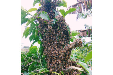 El caso se reportó en la vereda El Higuerón de Palestina. Las abejas estaban ubicadas en medio de un cultivo de café.