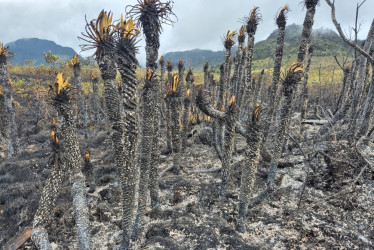 Así quedó la zona afectada por el incendio en el Páramo de Letras.