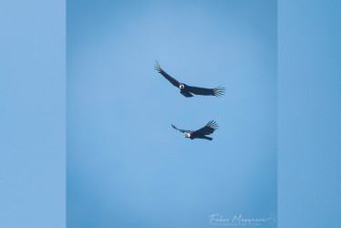 Pareja de cóndores sobrevolando en Villamaría (Caldas).