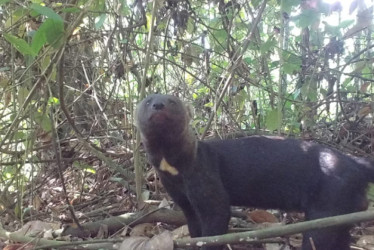 Las OEC buscan preservar ecosistemas y corredores biológicos en Caldas.