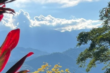 Los guayacanes amarillos florecen por estos días y engalanan la vía a Anserma.