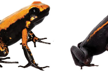 La Phyllobates bezosi fue nombrada así en honor del generoso multimillonarios Jeff Bezos. La Phyllobates samperi lleva el apellido del científico colombiano Cristian Samper, presidente y director ejecutivo de la sociedad para la conservación de la vida silvestre para 65 países.