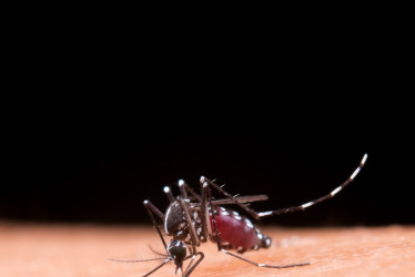 Mosquito del dengue