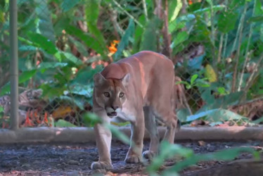 La Fuerza Aérea Colombiana liberó dos pumas, macho y hembra, en el PNN Paramillo, en el departamento de Córdoba.