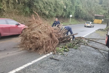 El árbol que se desprendió en la antigua vía Manizales - Chinchiná, por el Tablazo. 