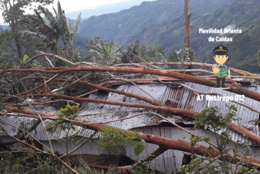 El árbol que cayó sobre vivienda en la vereda Corta de Pensilvania, al oriente de Caldas.